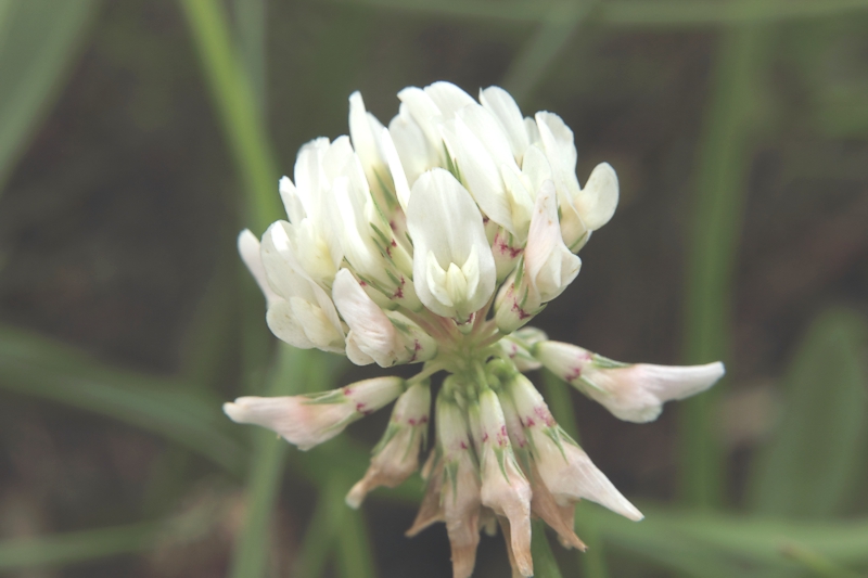 Wei-Klee (<i>Trifolium repens</i>)